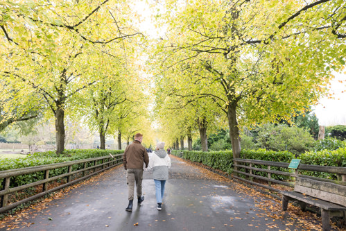 A couple strolling down a walkway in the zoo. The trees on either side are turning yellow